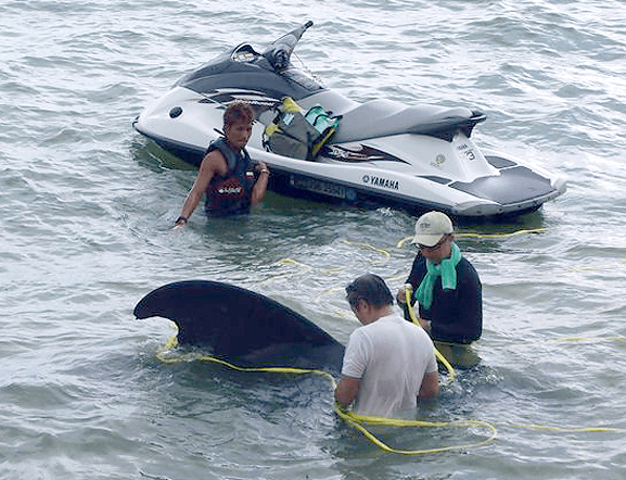 水上バイクでクジラを救助！