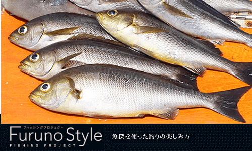 FurunoStyle 『魚に逢いたくて』 今が旬な“イサキ”は習性を読んで魚群に狙い撃ち
