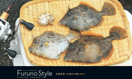 FurunoStyle 『魚に逢いたくて』”エサ取り名人”の異名を持つカワハギを狙う
